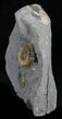 Two Promicroceras Ammonites - England #30735-2